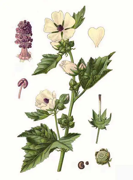 Althaea officinalis - Marsh Mallow