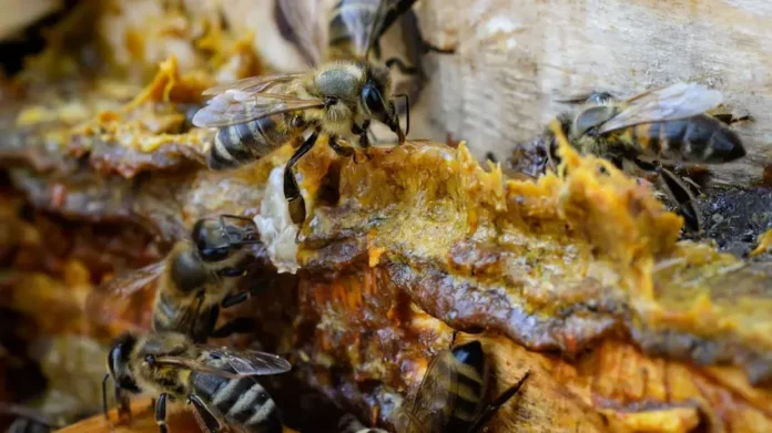 Bee propolis in the Beehive