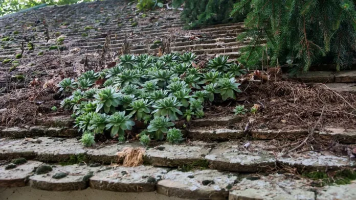 Common Houseleek