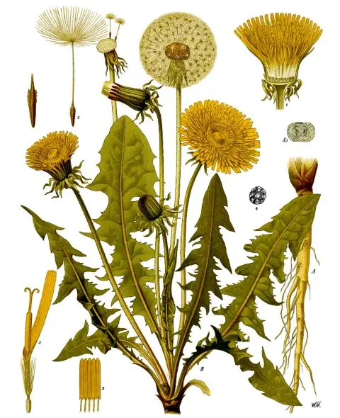 Dandelion - Taraxacum officinale