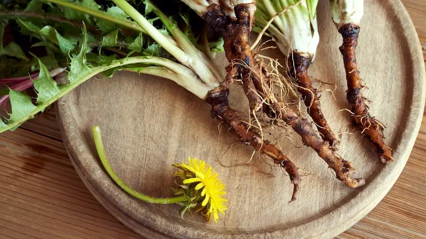 Dandelion root