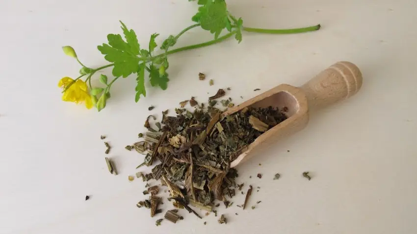 Greater Celandine Decoction