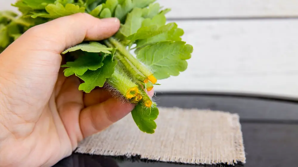 Greater Celandine Sap