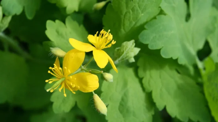 Greater celandine