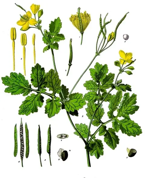 Greater celandine - Chelidonium majus