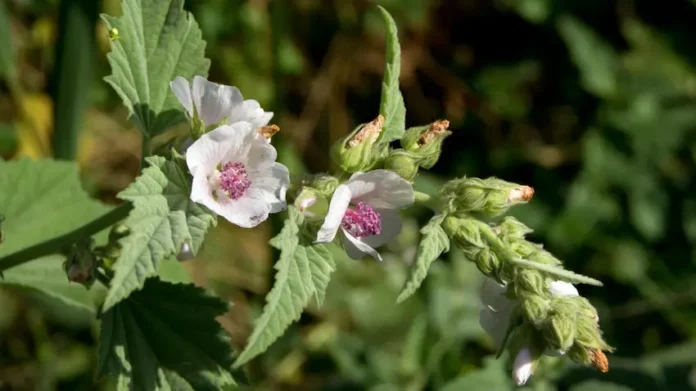 Marsh Mallow Flower
