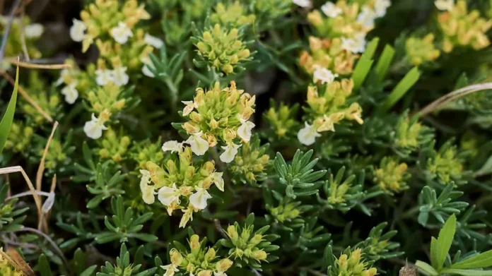 Mountain Germander - Teucrium montanum