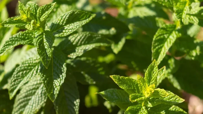 Peppermint