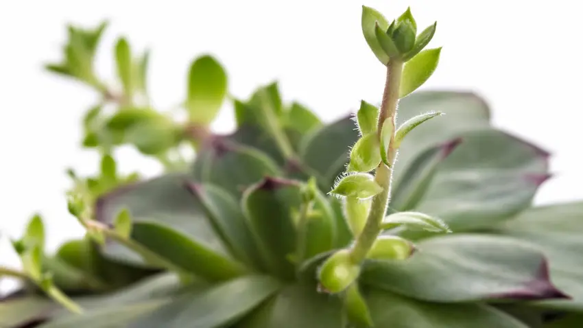 common houseleek (Sempervivum tectorum L.)