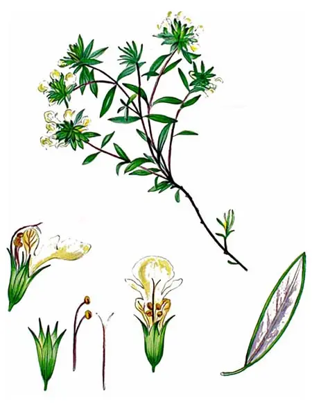 Teucrium montanum