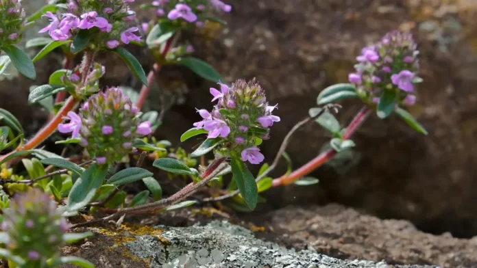 Thyme