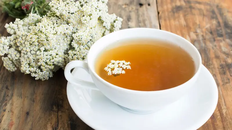 Yarrow Tea Achillea Millefolium