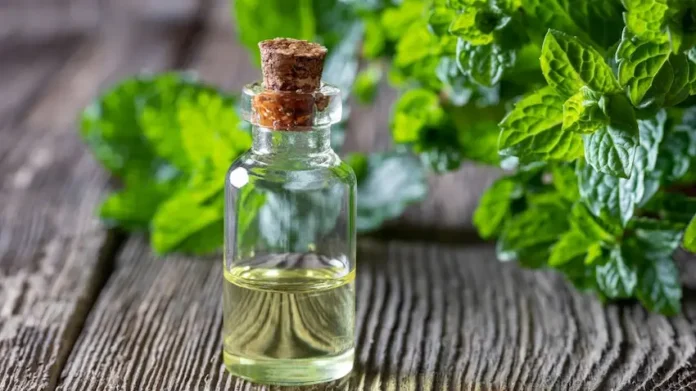 Peppermint oil for bugs