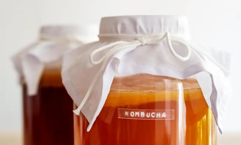 kombucha scoby